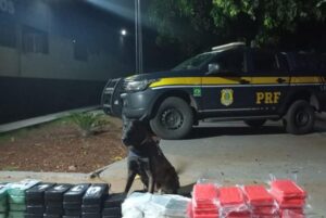 Agentes cães de faro, "K9s" Bred e Dallas, foram acionados para uma vistoria no veículo - Divulgação/PRF